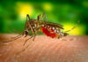 Chroń się przed komarami