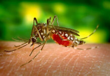 Chroń się przed komarami