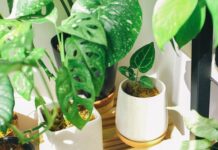 Jakie korzyści dla środowiska i zdrowia ludzkiego przynosi stosowanie metod ochrony roślin bez użycia chemii