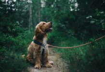 Najważniejsze zasady bezpieczeństwa podczas spacerów z psem