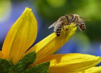 Dlaczego ochrona pszczół i innych owadów zapylających jest ważna dla roślin
