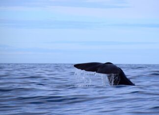 Jaką grubość wkrętów ciesielskich? Jaką grubość wkrętów ciesielskich?