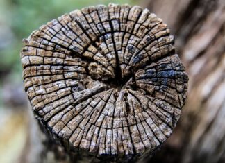 Czy próchno się pali? Czy próchno się pali?