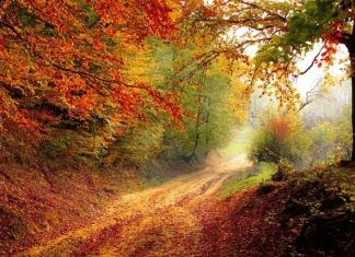 O jakiej porze dnia najlepiej zaglądać do ula? O jakiej porze dnia najlepiej zaglądać do ula?