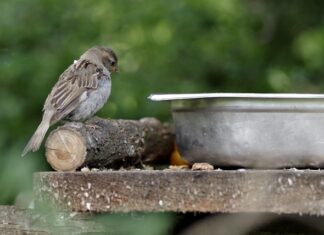 Czy dokarmiać odkłady pszczele? Czy dokarmiać odkłady pszczele?