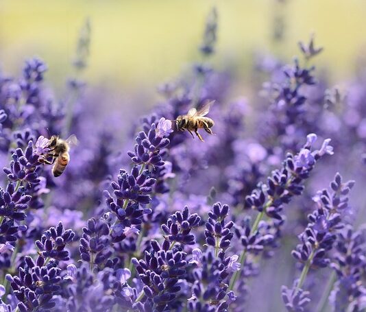 Jakiego zapachu nie znoszą pszczoły?