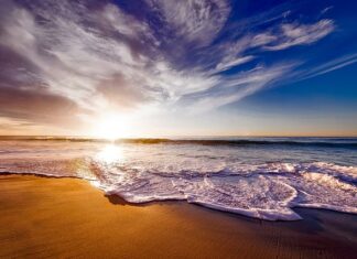 Co dobrze rośnie na piasku? Co dobrze rośnie na piasku?