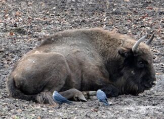 Od czego zacząć hodowle pszczół? Od czego zacząć hodowle pszczół?