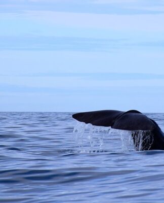 Jaka jest grubość paneli podłogowych z podkładem? Jaka jest grubość paneli podłogowych z podkładem?
