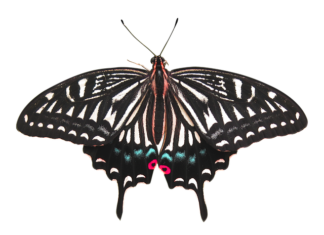 Ile kosztuje usunięcie ogniska rdzy z samochodu? Ile kosztuje usunięcie ogniska rdzy z samochodu?