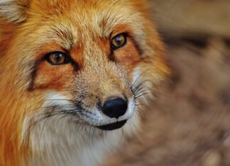 Jak wyczyścić podsufitkę? Jak wyczyścić podsufitkę?