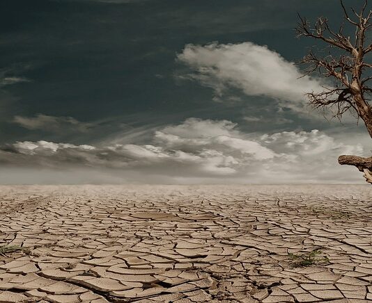 Co rośnie na suchej ziemi? Co rośnie na suchej ziemi?