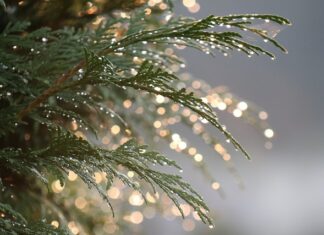 Ile cm rocznie rośnie tuja Szmaragd? Ile cm rocznie rośnie tuja Szmaragd?