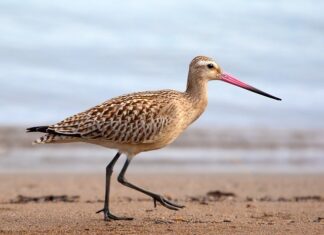 Ile kosztuje limuzyna BMW?
