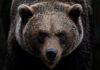 Ile biegów ma ursus c-360?