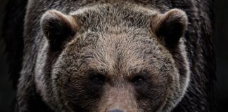 Ile biegów ma ursus c-360?