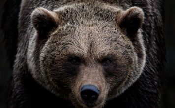 Ile biegów ma ursus c-360?