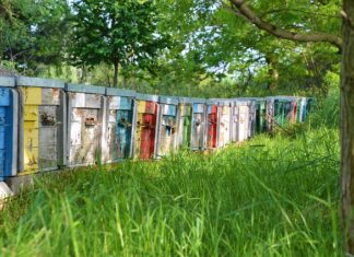 Ile odkładów można zrobić z jednego ula? Ile odkładów można zrobić z jednego ula?