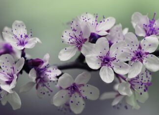 Z jakiego drewna zrobić słupki ogrodzeniowe?