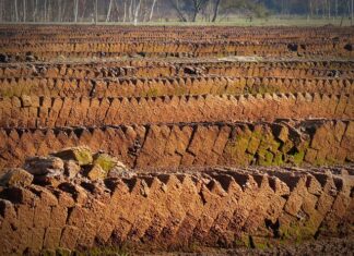 Jakie rośliny lubią torf kwaśny? Jakie rośliny lubią torf kwaśny?