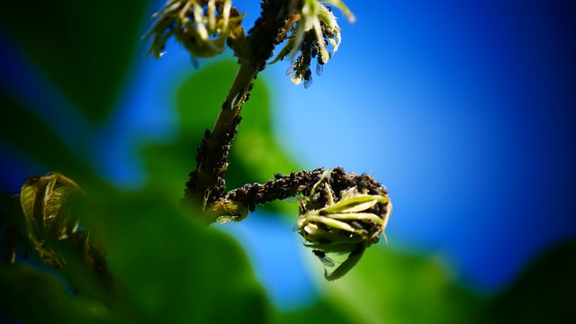 Czy pluskwy wracają po dezynsekcji? Czy pluskwy wracają po dezynsekcji?